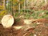 Вырубки леса в районе строительства дороги на "Лунную Поляну"